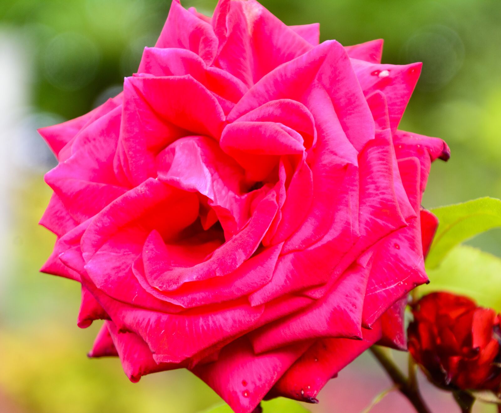 Nikon D7100 sample photo. Rose, flower, nature photography