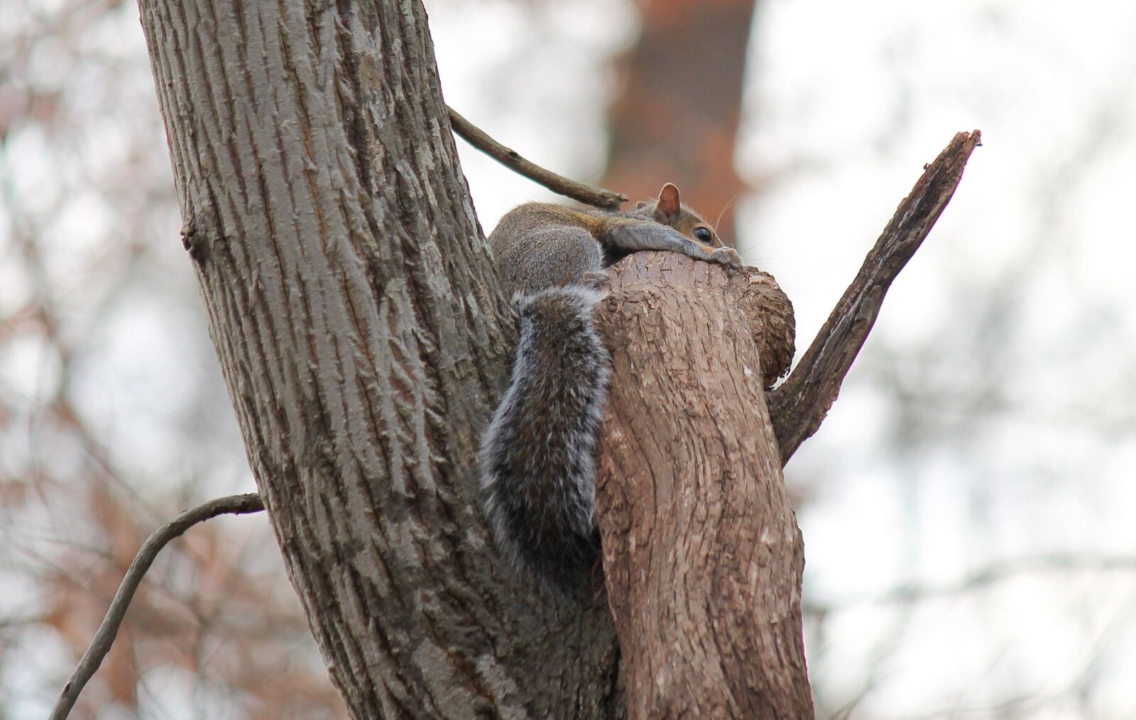 Canon EOS 1100D (EOS Rebel T3 / EOS Kiss X50) sample photo. Squirrel, brown, nature photography