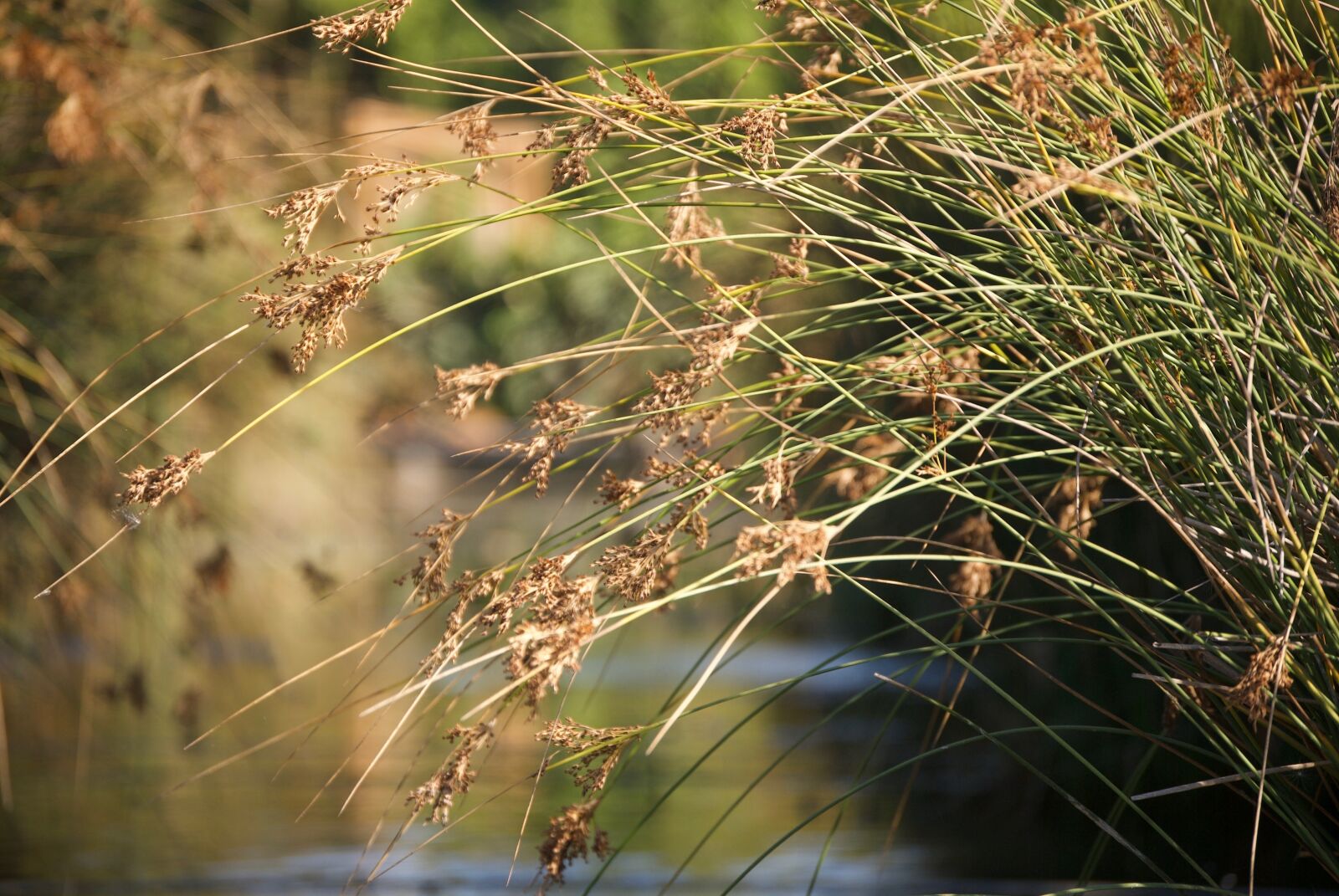 Nikon D3000 sample photo. Reeds, grass, reed photography