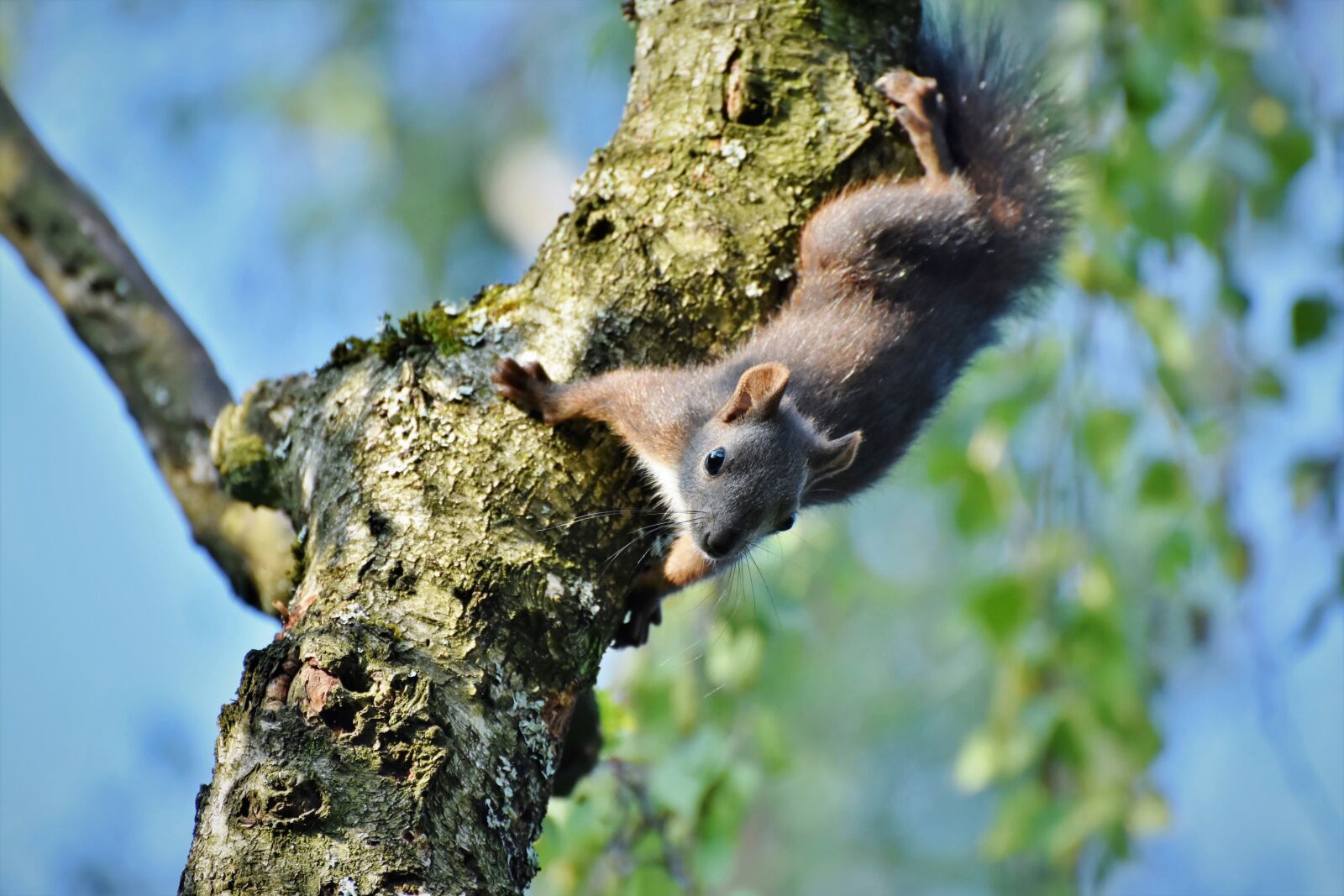 Nikon D7200 sample photo. Squirrel, verifiable kitten, rodent photography