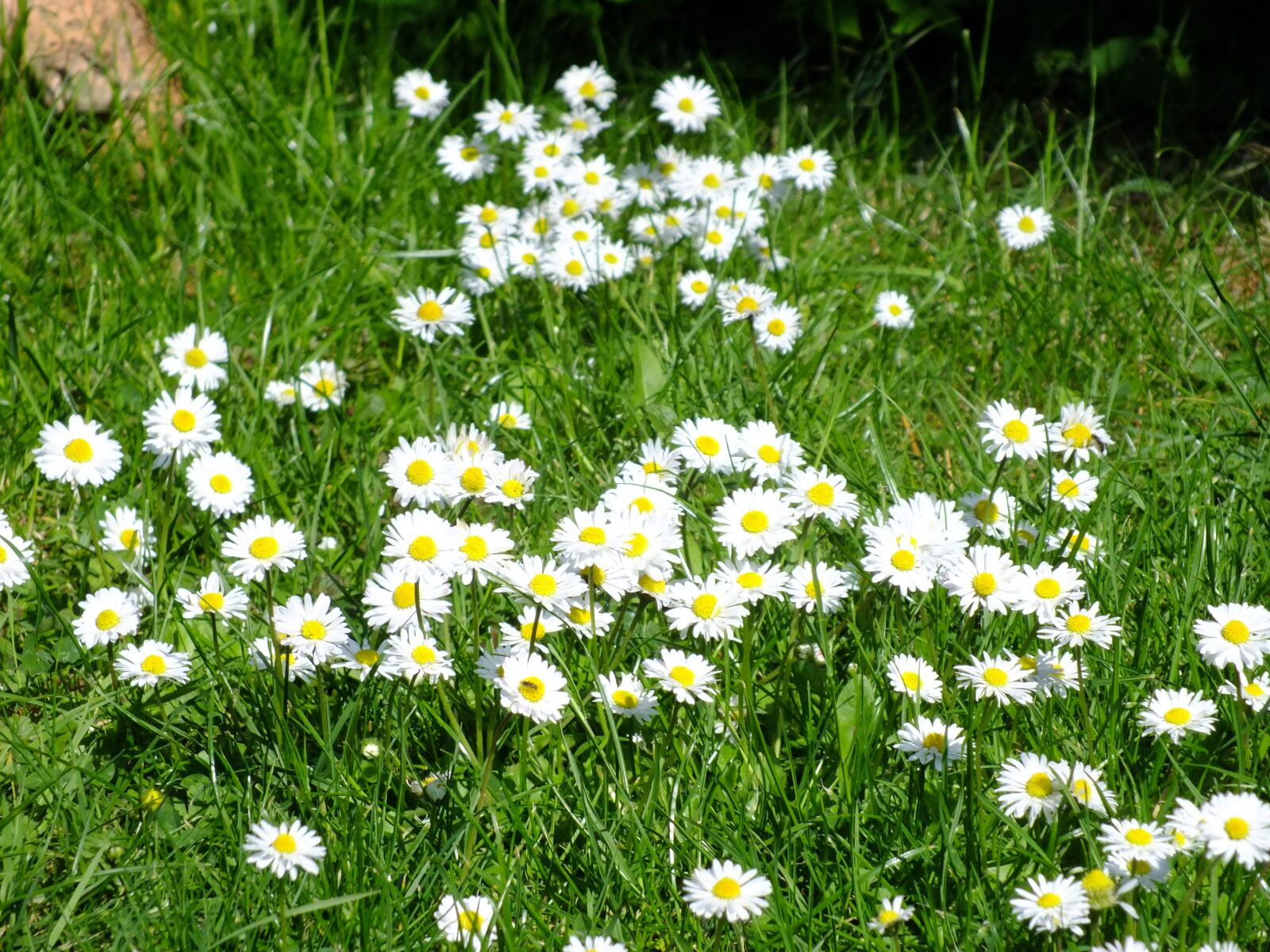 FujiFilm FinePix HS20 EXR (FinePix HS22 EXR) sample photo. Daisy, meadow, spring photography