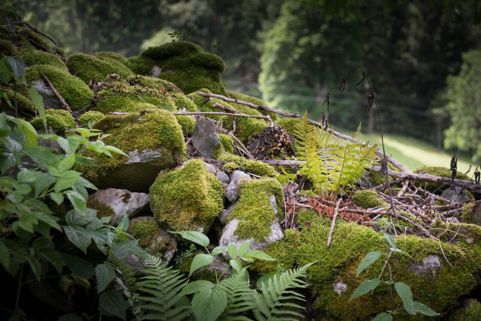Nikon D750 sample photo. Wall, stones, pasture photography
