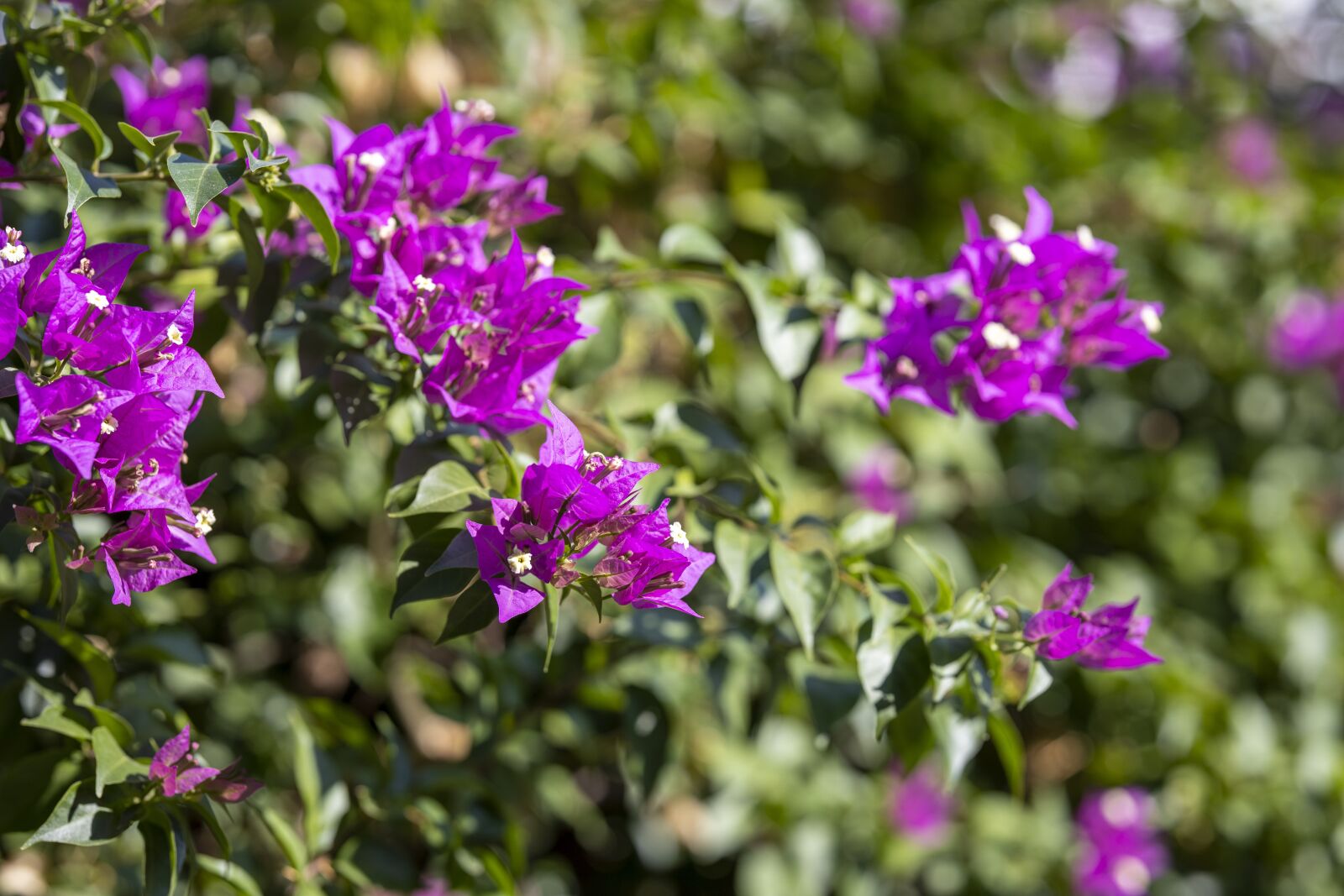 Canon RF 85mm F1.2L USM sample photo. Flower, plant, nature photography