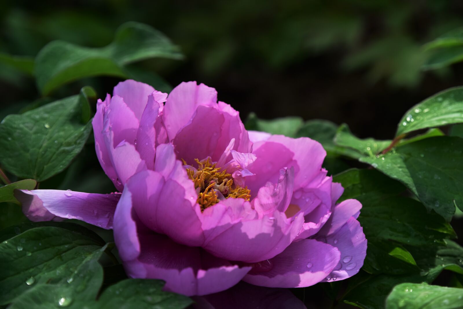 Nikon D810 sample photo. Peony, flowers, spring photography