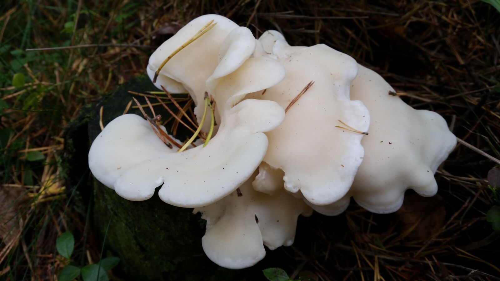 Samsung Galaxy S5 sample photo. Mushroom, autumn, white photography