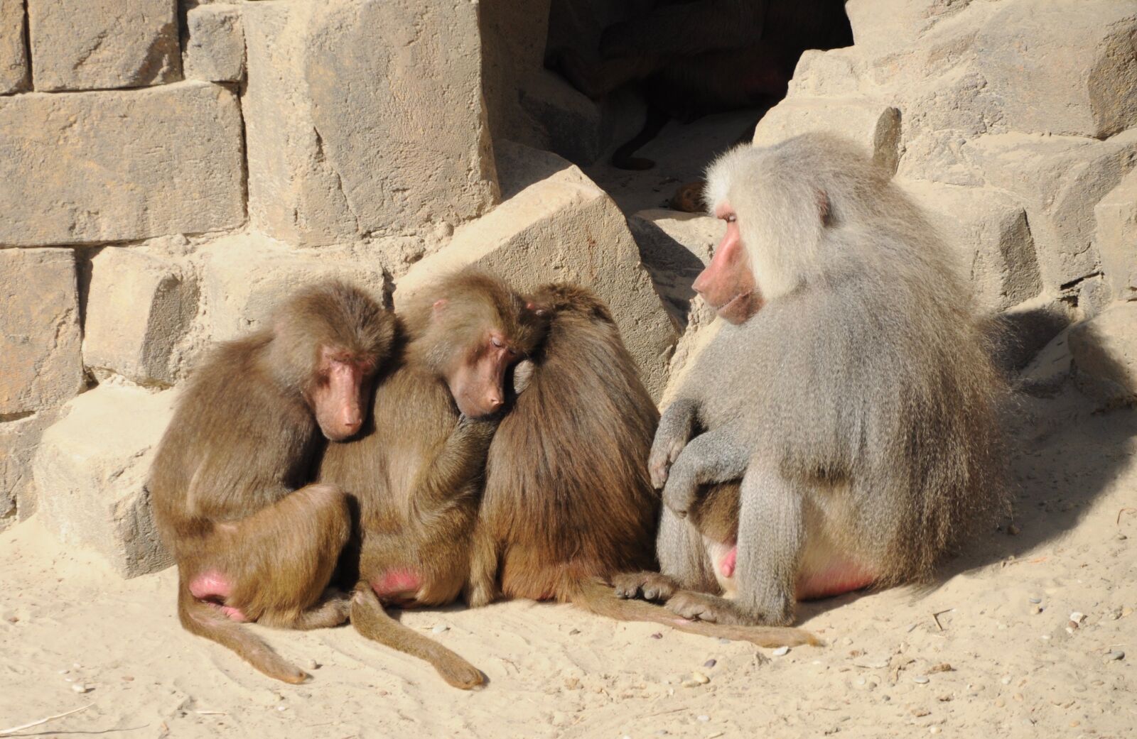 Nikon D5000 sample photo. Baboons, group, zoo photography