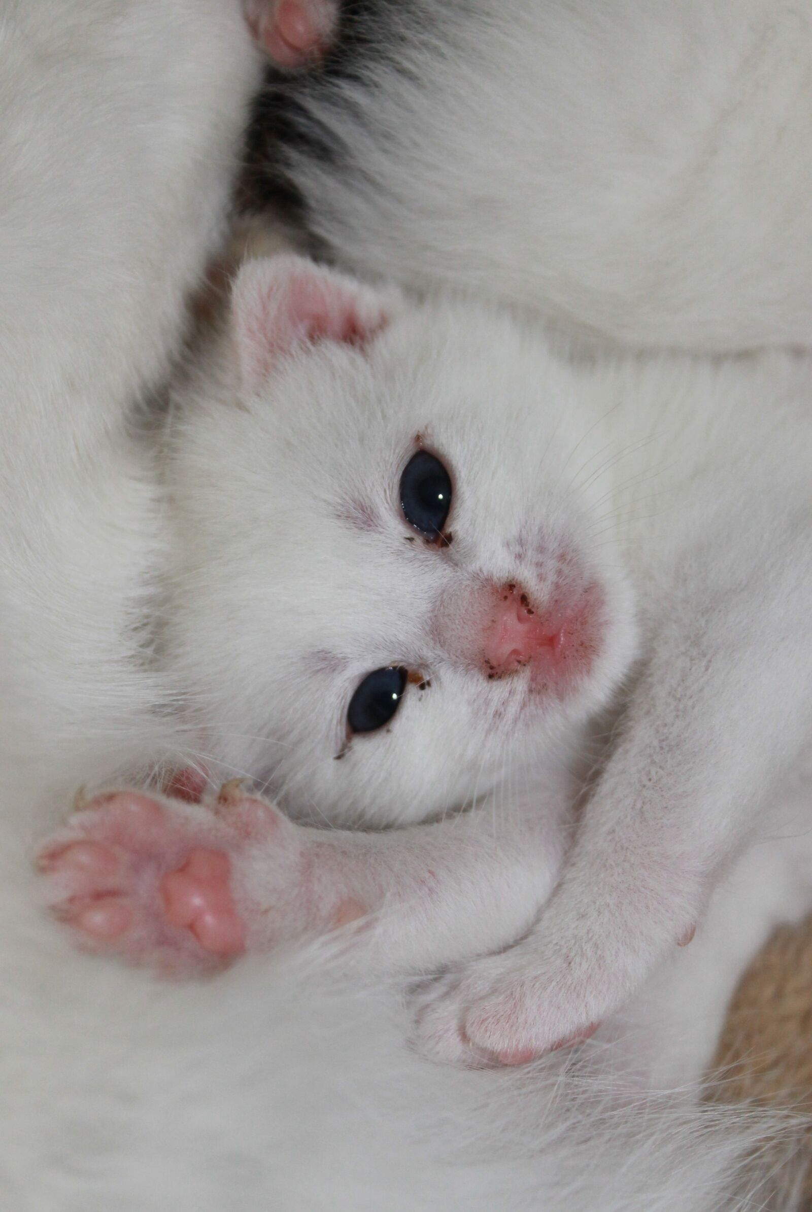 Canon EOS 1100D (EOS Rebel T3 / EOS Kiss X50) sample photo. Young kittens, sweet, pet photography