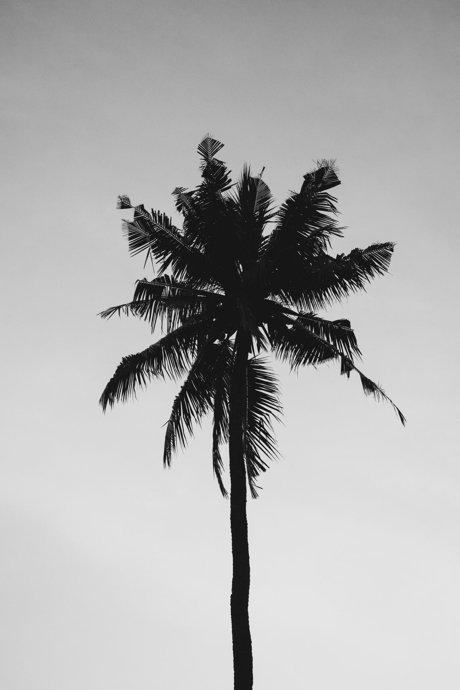 Sony a6500 + Sony Vario-Tessar T* E 16-70mm F4 ZA OSS sample photo. Tropical, palm, nature photography