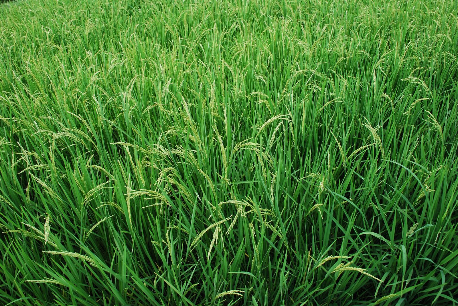 Nikon D80 sample photo. Rice, rice plant, green photography
