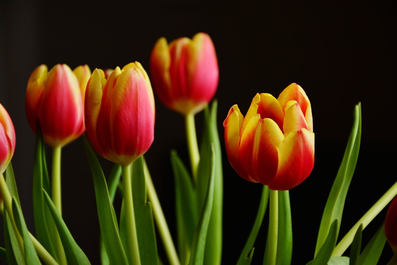 Nikon D5200 sample photo. Tulips, spring flowers, blossom photography