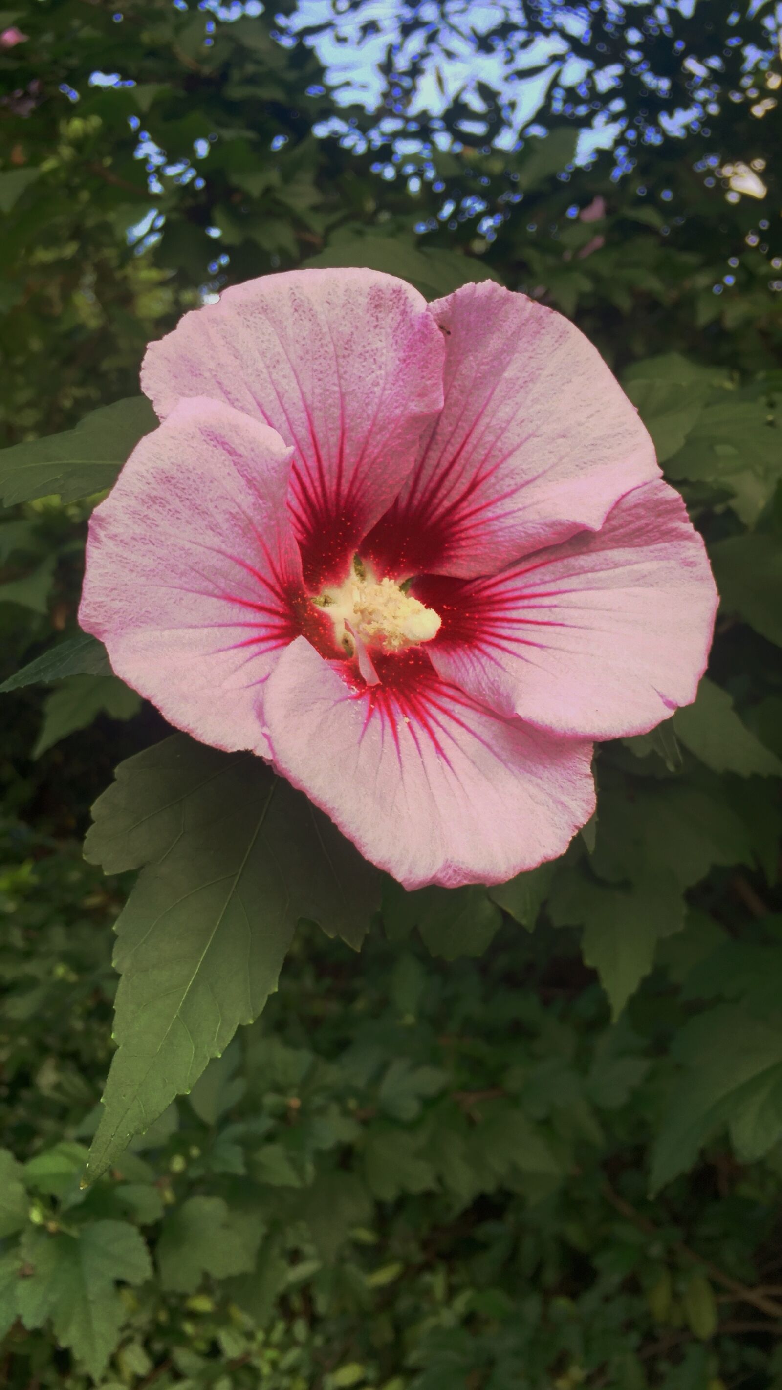 Apple iPhone 6 sample photo. Perspective, center, flower photography