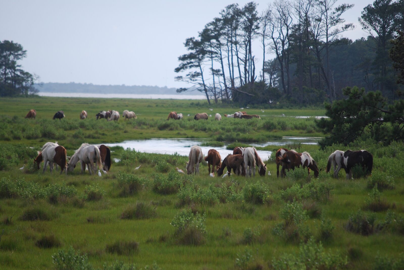 Nikon D60 sample photo. Chincoteague island, wild ponies photography