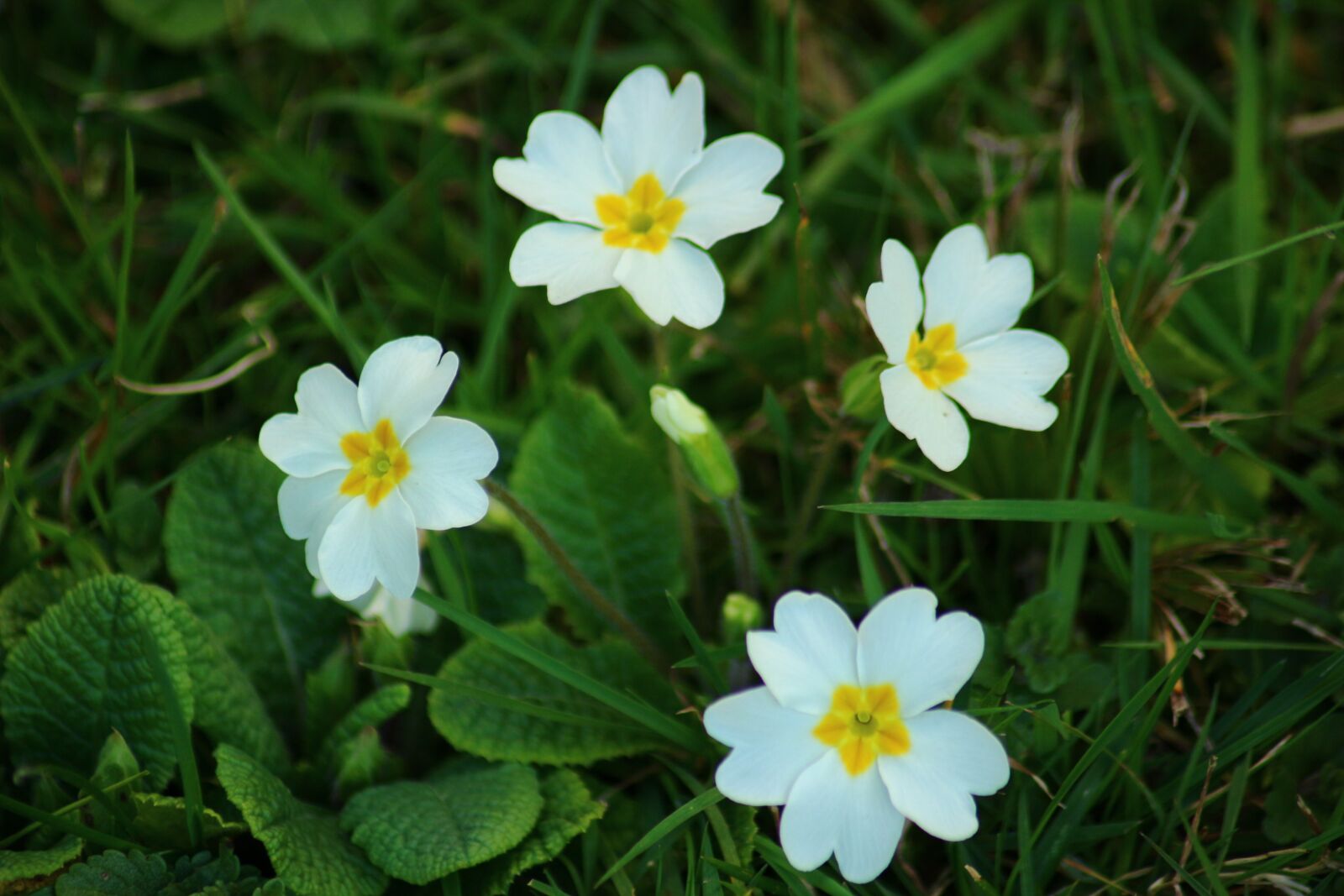 Canon EOS 100D (EOS Rebel SL1 / EOS Kiss X7) sample photo. Primrose, white, nature photography