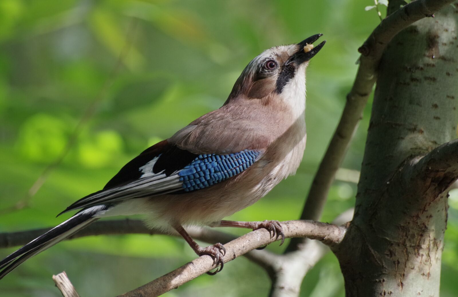 Pentax K-30 sample photo. Jay, bird, wild bird photography