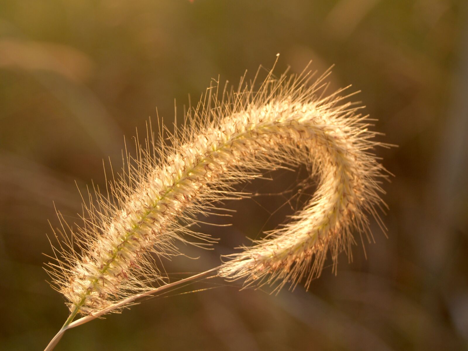 Olympus E-300 (EVOLT E-300) sample photo. Background, beam, beautiful photography