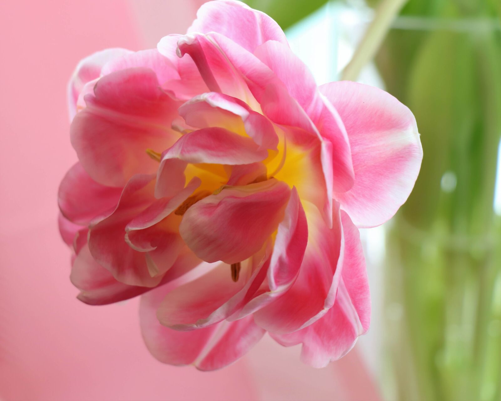 Canon EOS 77D (EOS 9000D / EOS 770D) sample photo. Flower, pink, nature photography