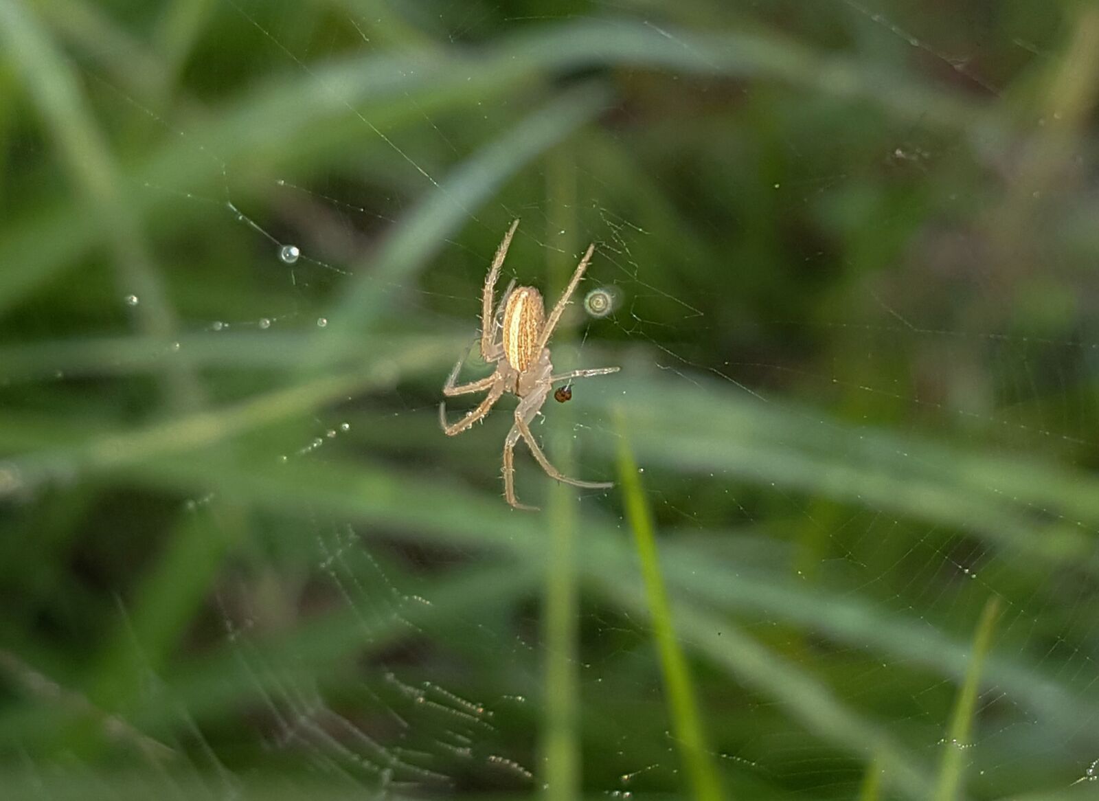Samsung Galaxy Note5 sample photo. Spider, field orbweaver, web photography