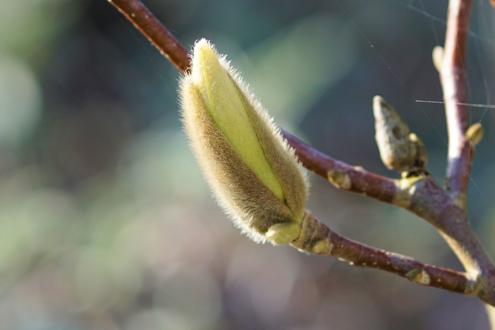 Sony a6000 + E 60mm F2.8 sample photo. Magnolia, bud, spring photography