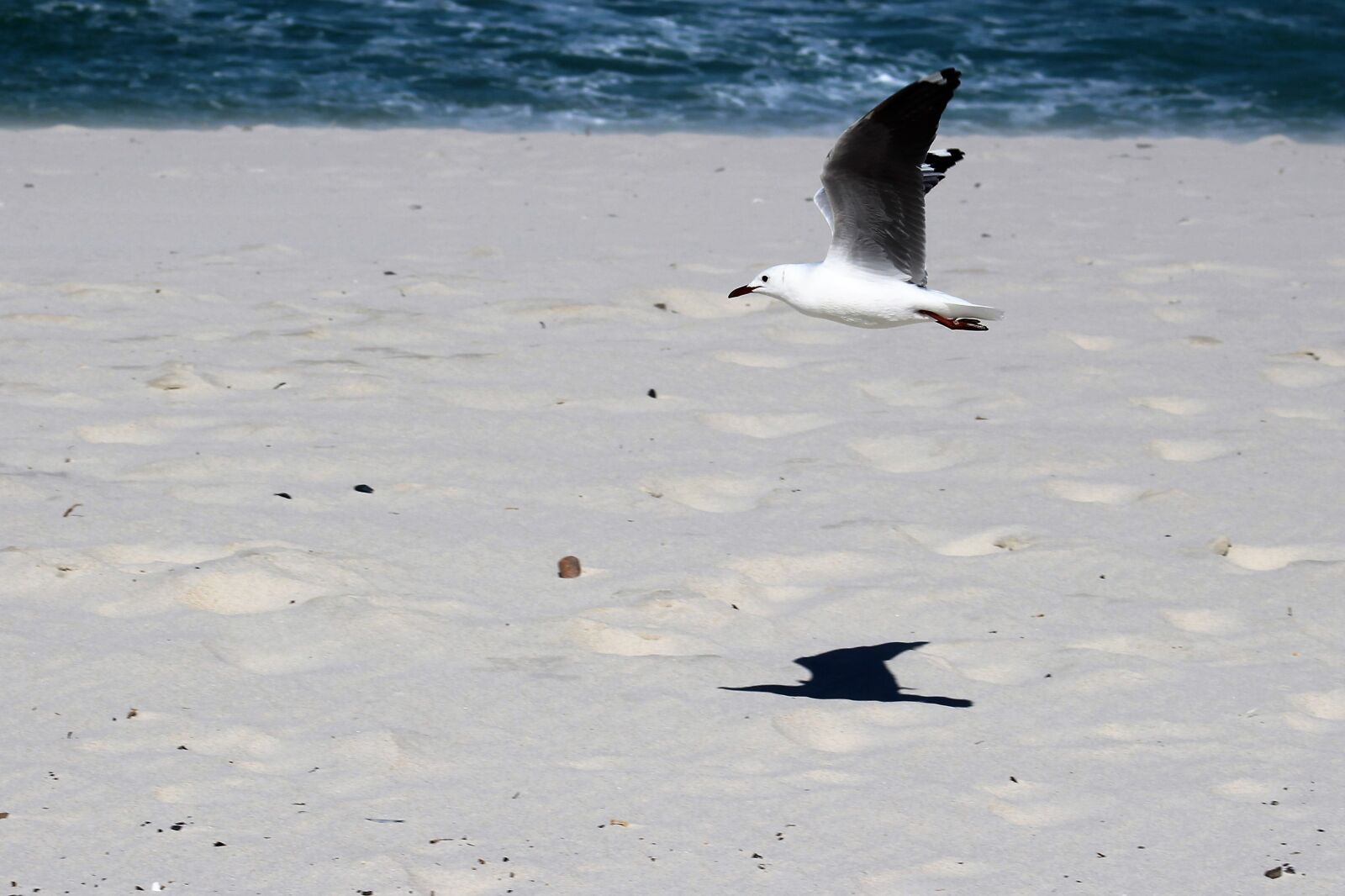 Canon EOS 650D (EOS Rebel T4i / EOS Kiss X6i) sample photo. Seagulls, flight, bird photography