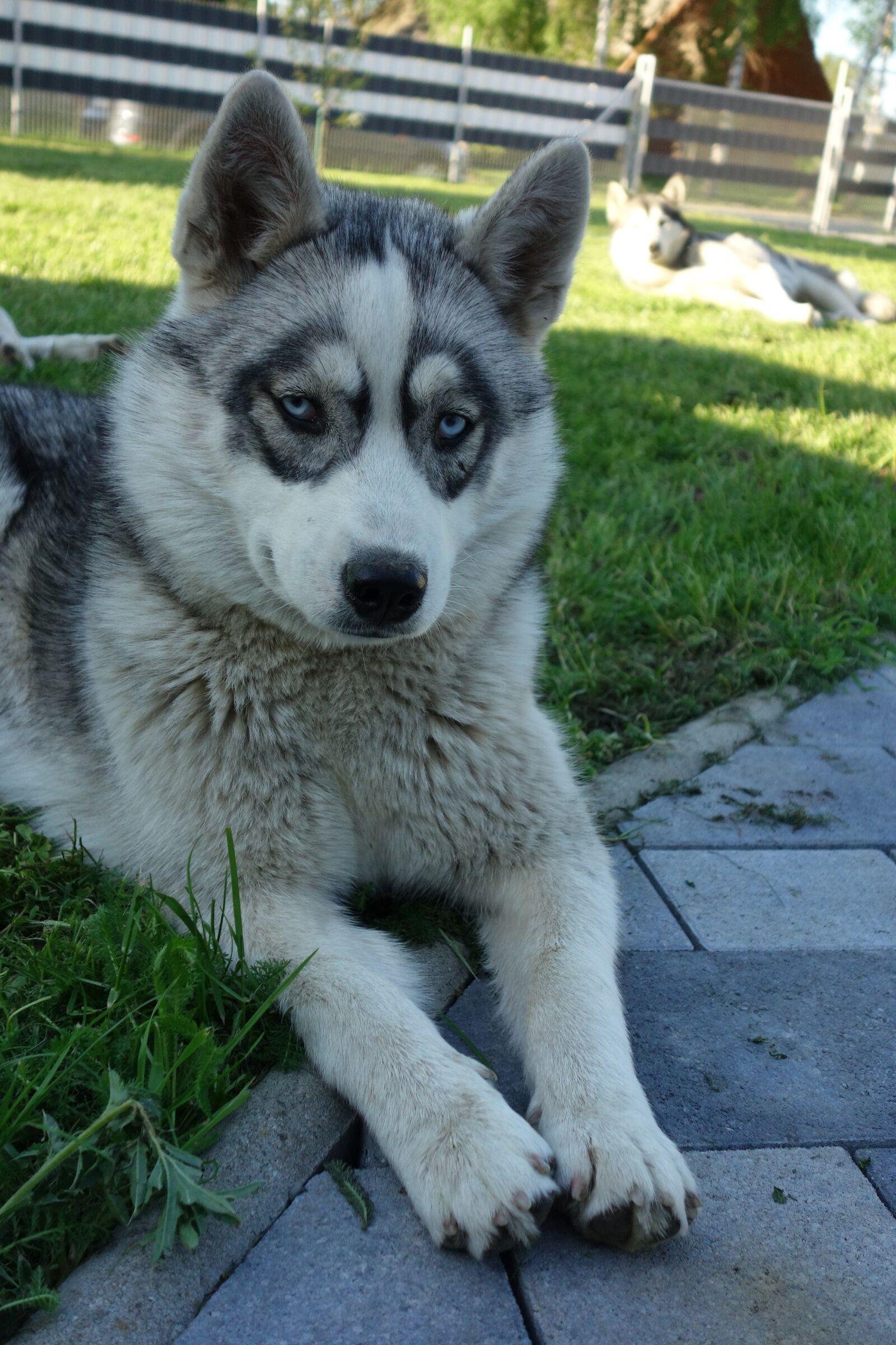 Sony Cyber-shot DSC-RX100 sample photo. Husky, nature, siberian husky photography