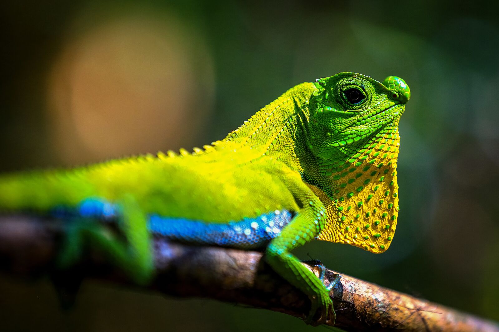Canon EOS 5D Mark III sample photo. Living nature, lizard, tropical photography