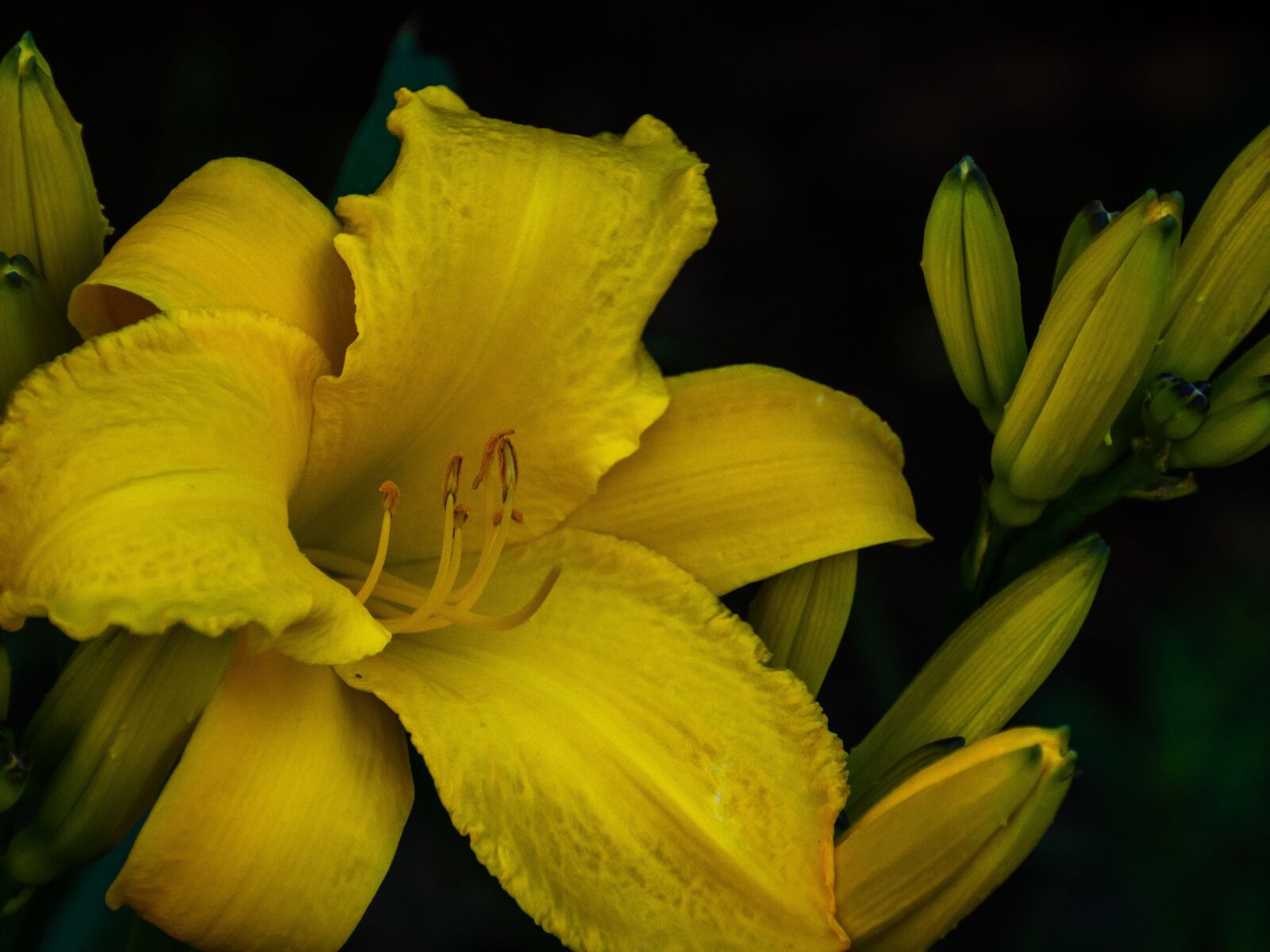Olympus M.Zuiko Digital ED 12-200mm F3.5-6.3 sample photo. Flower, plant, flowering photography