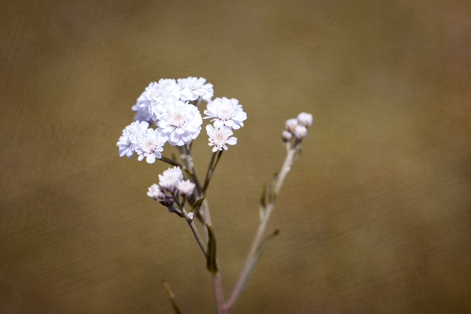 Nikon D750 sample photo. Ranunculus aconitifolius, eisenhut-crowfoot, flower photography