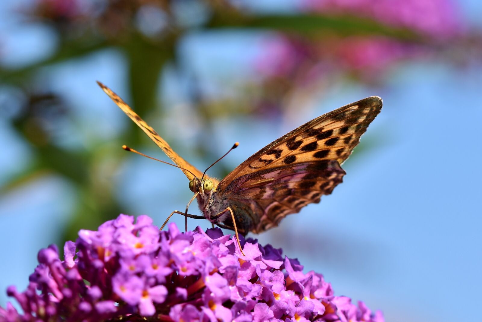 Nikon D7200 sample photo. Butterfly, large fritillary, color photography