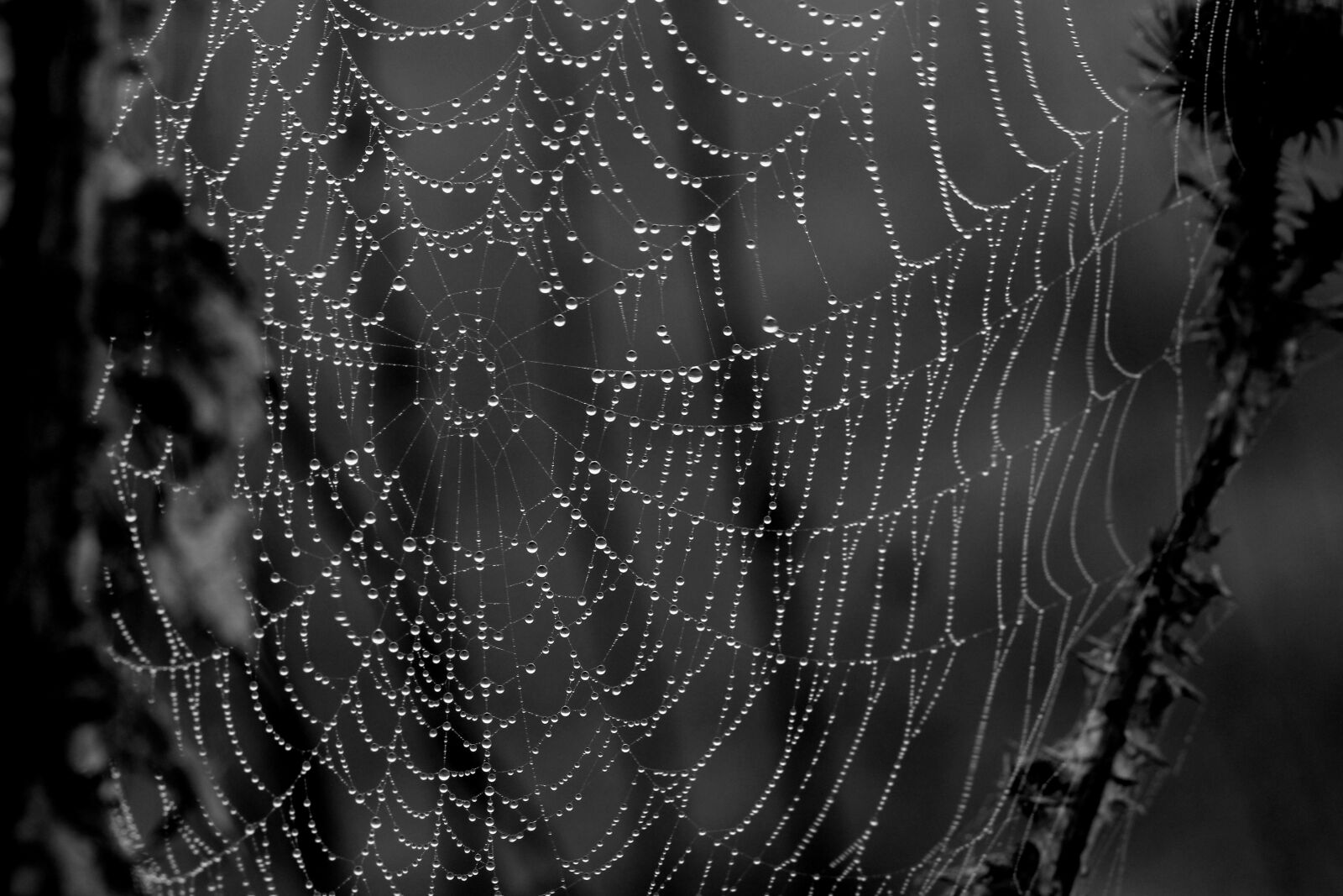 Canon EOS 700D (EOS Rebel T5i / EOS Kiss X7i) + Canon EF 85mm F1.8 USM sample photo. Spider web, drops, dew photography