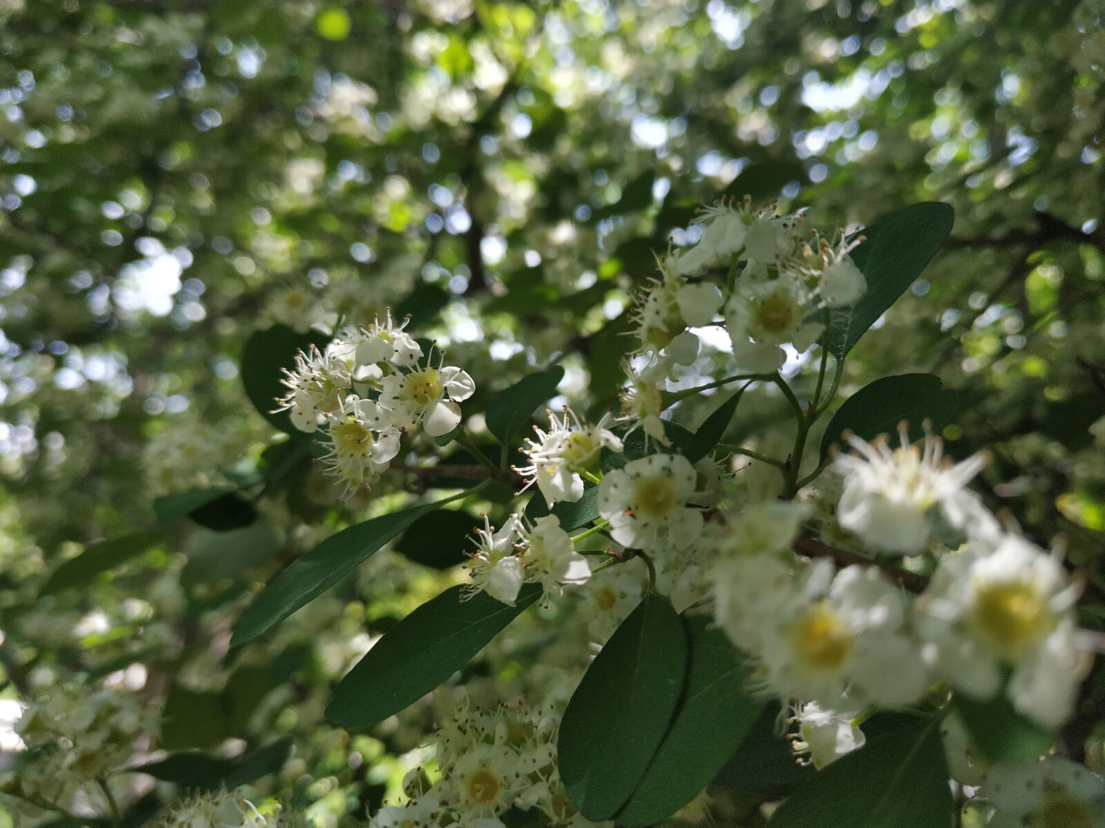 Xiaomi Redmi Note 5 sample photo. Flower, white flower, blooms photography
