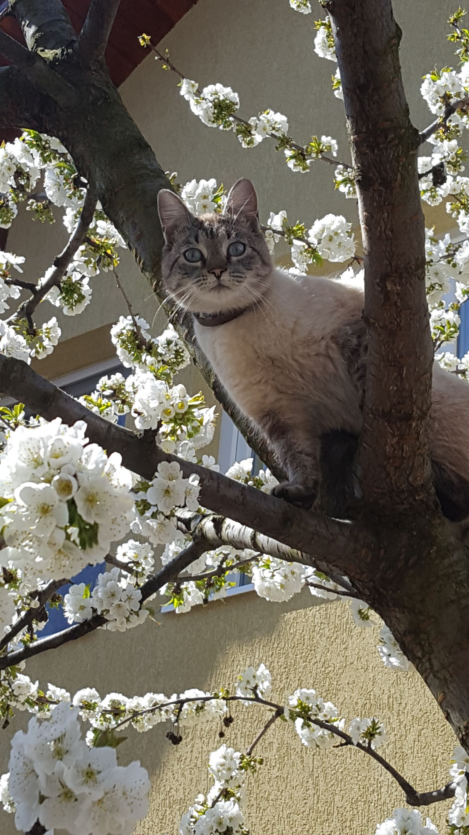 Samsung Galaxy S6 sample photo. Cat, spring, cherry tree photography