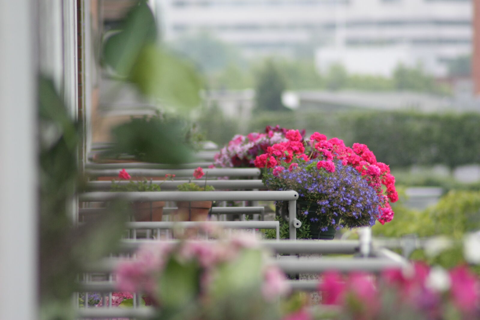 Tamron AF 70-300mm F4-5.6 Di LD Macro sample photo. Amsterdam, balcony, flowers, netherlands photography