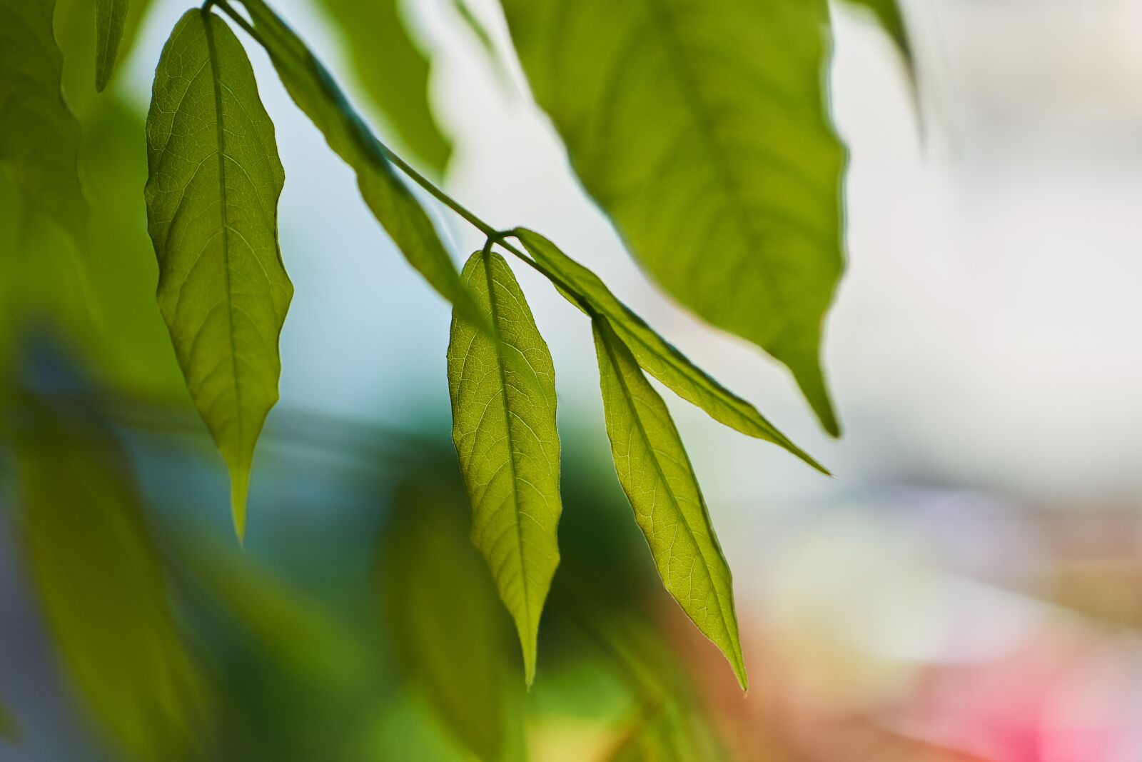 Sigma 60mm F2.8 DN Art sample photo. Leaf, nature, plant photography