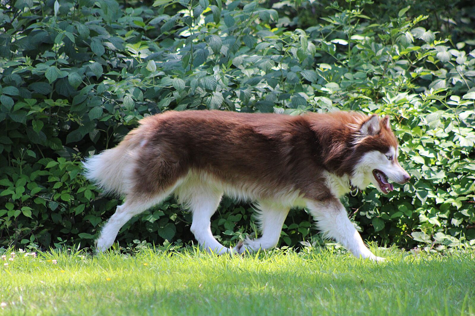 Canon EOS 2000D (EOS Rebel T7 / EOS Kiss X90 / EOS 1500D) sample photo. Husky, dog, animal photography
