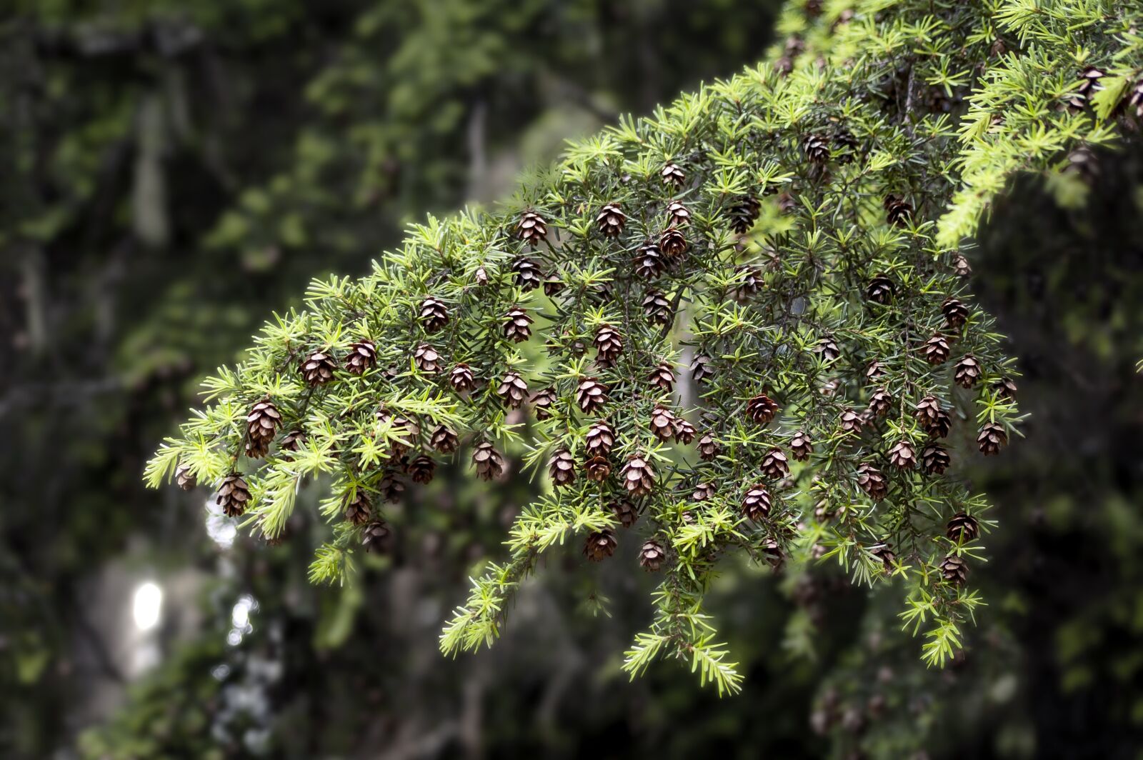 Nikon D50 sample photo. Tree, branch, twig photography
