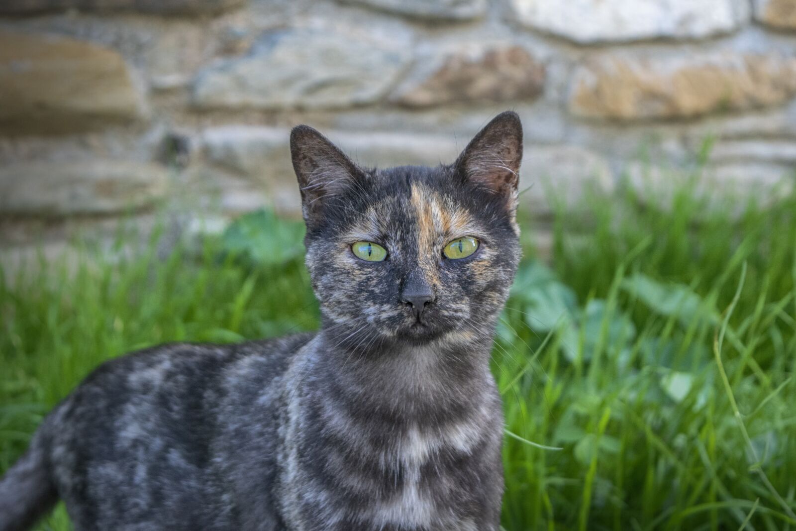 Nikon D3300 sample photo. Cat, grass, animals photography