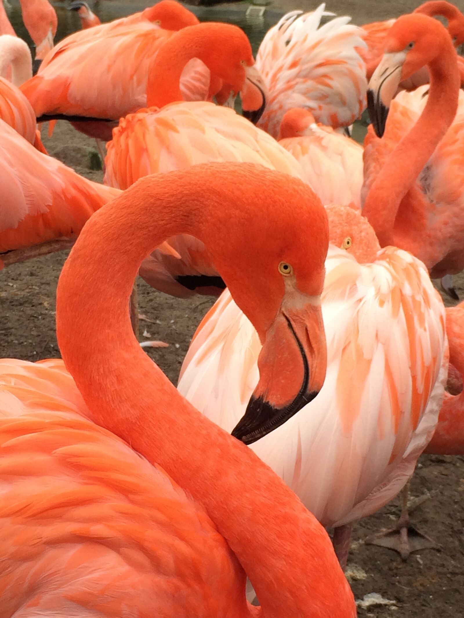 Apple iPhone 5s sample photo. Flamingo, zoo, bird photography