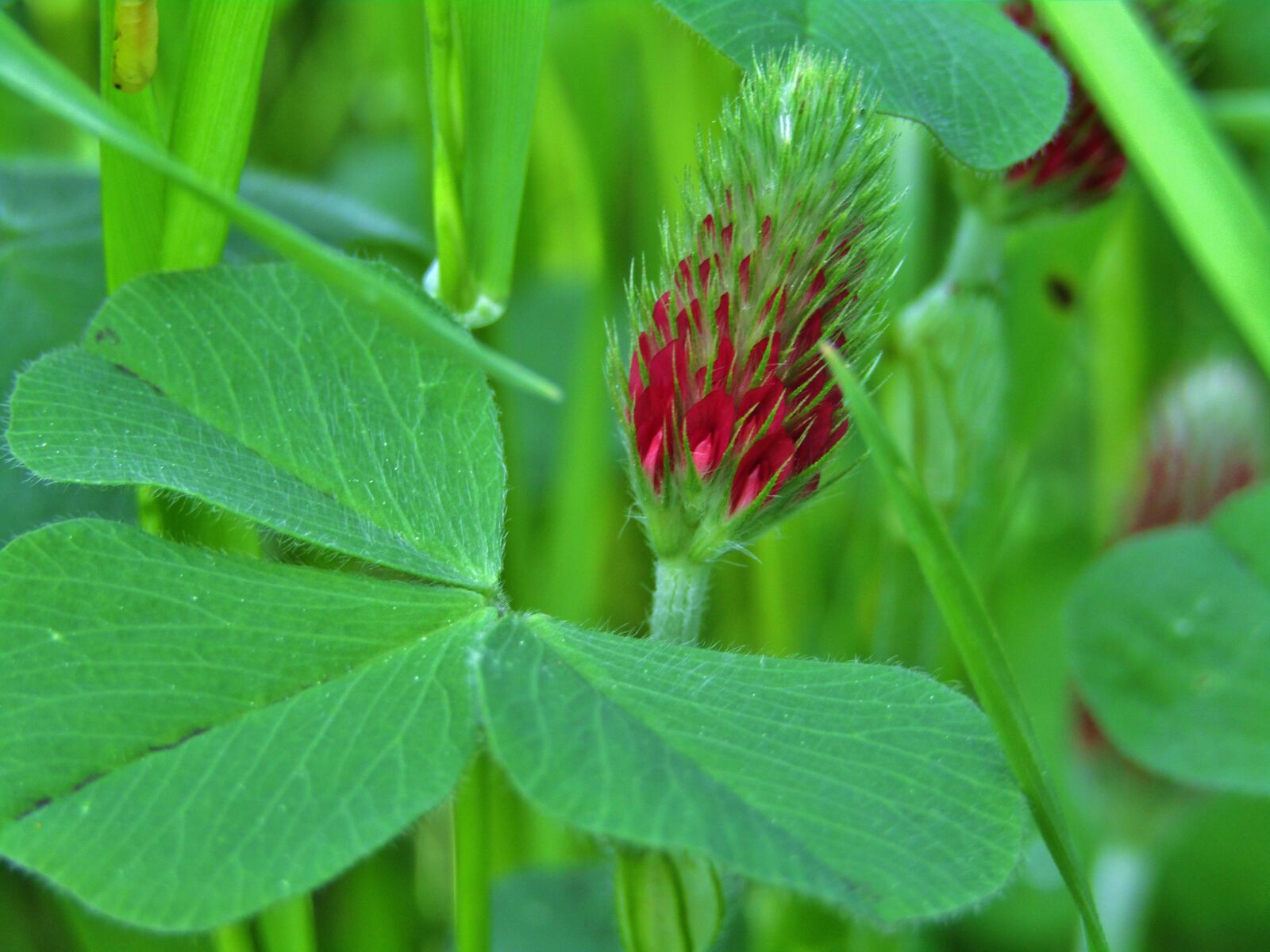 Canon POWERSHOT SX432 IS sample photo. Klee, forage clover, red photography