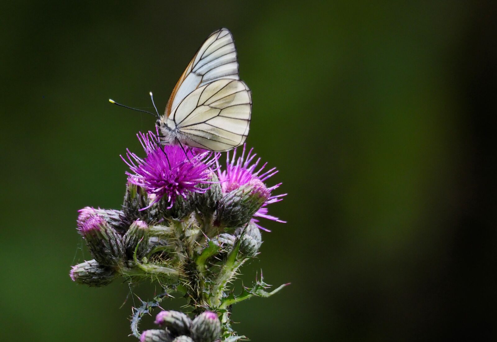 Olympus OM-D E-M10 II + Olympus M.Zuiko ED 75-300mm F4.8-6.7 II sample photo. Butterfly, thistle, purple photography