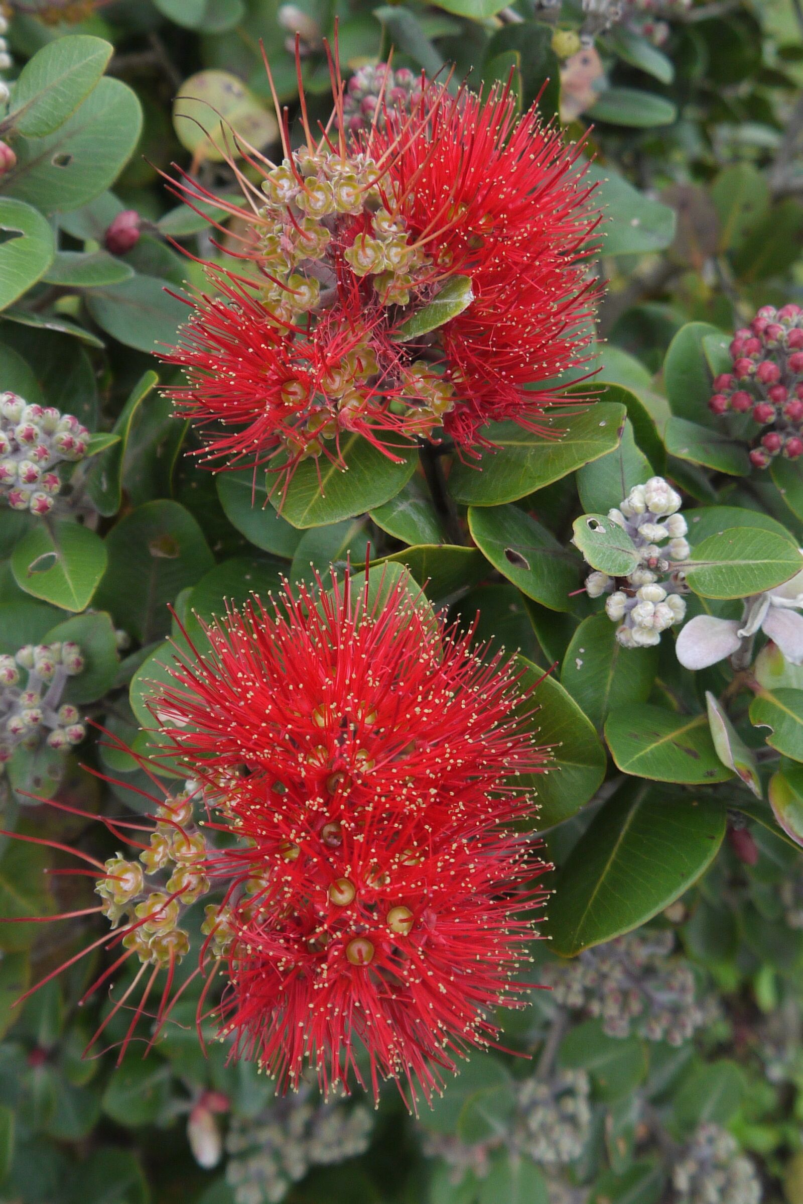 Panasonic Lumix DMC-G10 sample photo. Nz, new zealand, flowers photography