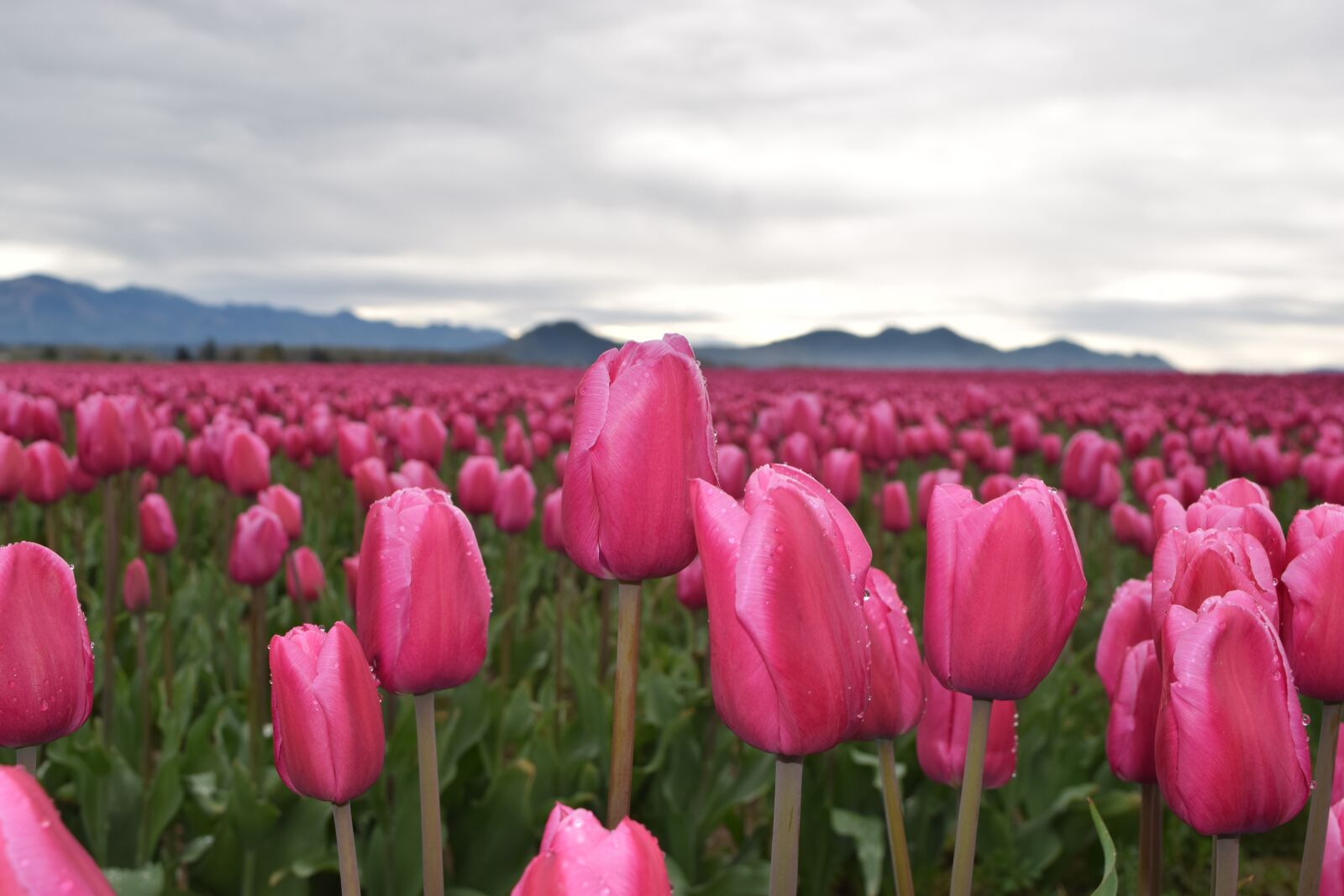 Nikon D3300 sample photo. Tulips, pink, may flowers photography