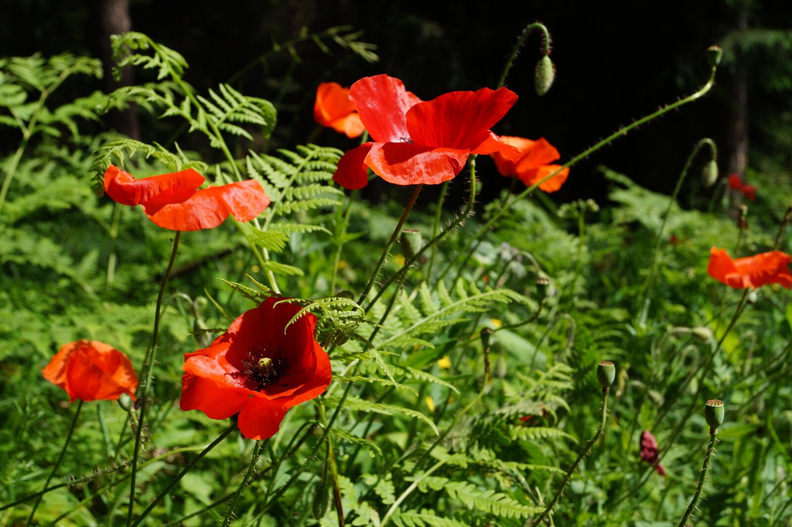 Sony DT 18-55mm F3.5-5.6 SAM II sample photo. Poppy, poppy flower, red photography
