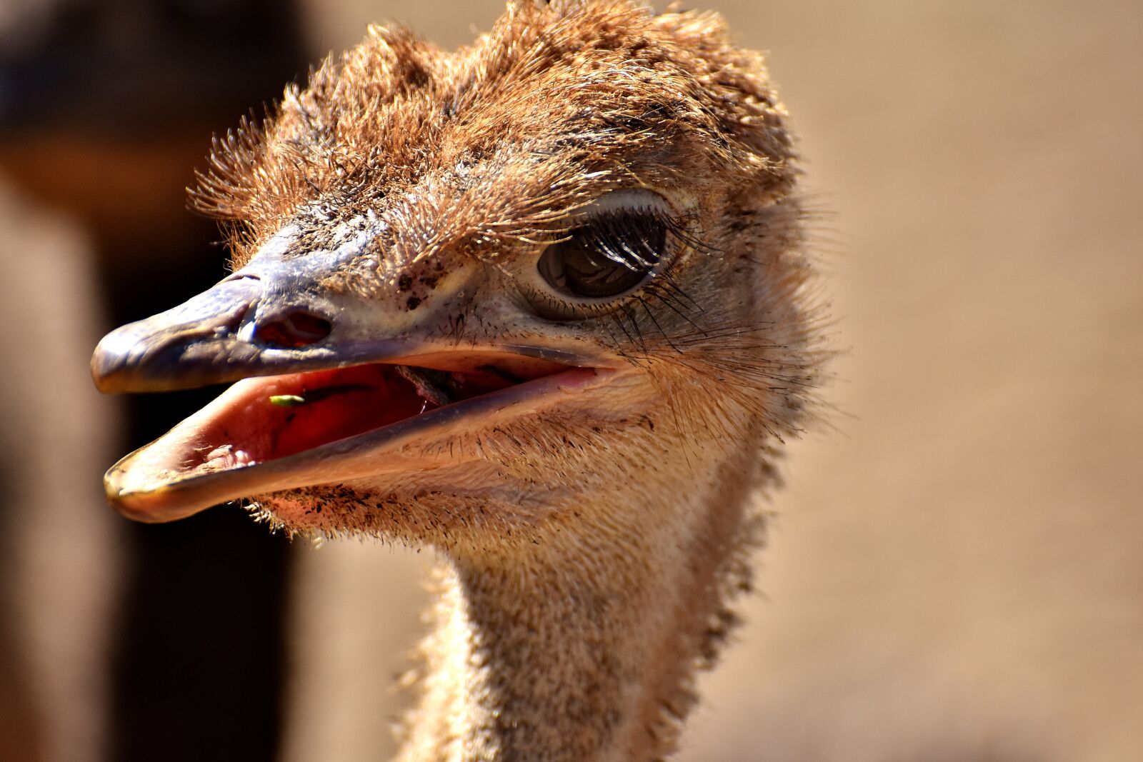 Nikon D7200 sample photo. Bouquet, ostrich farm, cute photography