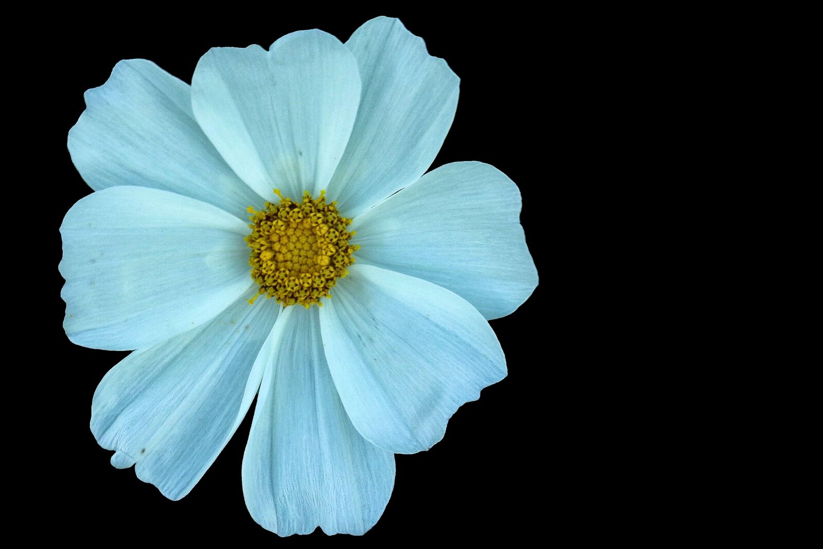 Nikon Coolpix P900 sample photo. Cosmea, blossom, bloom photography