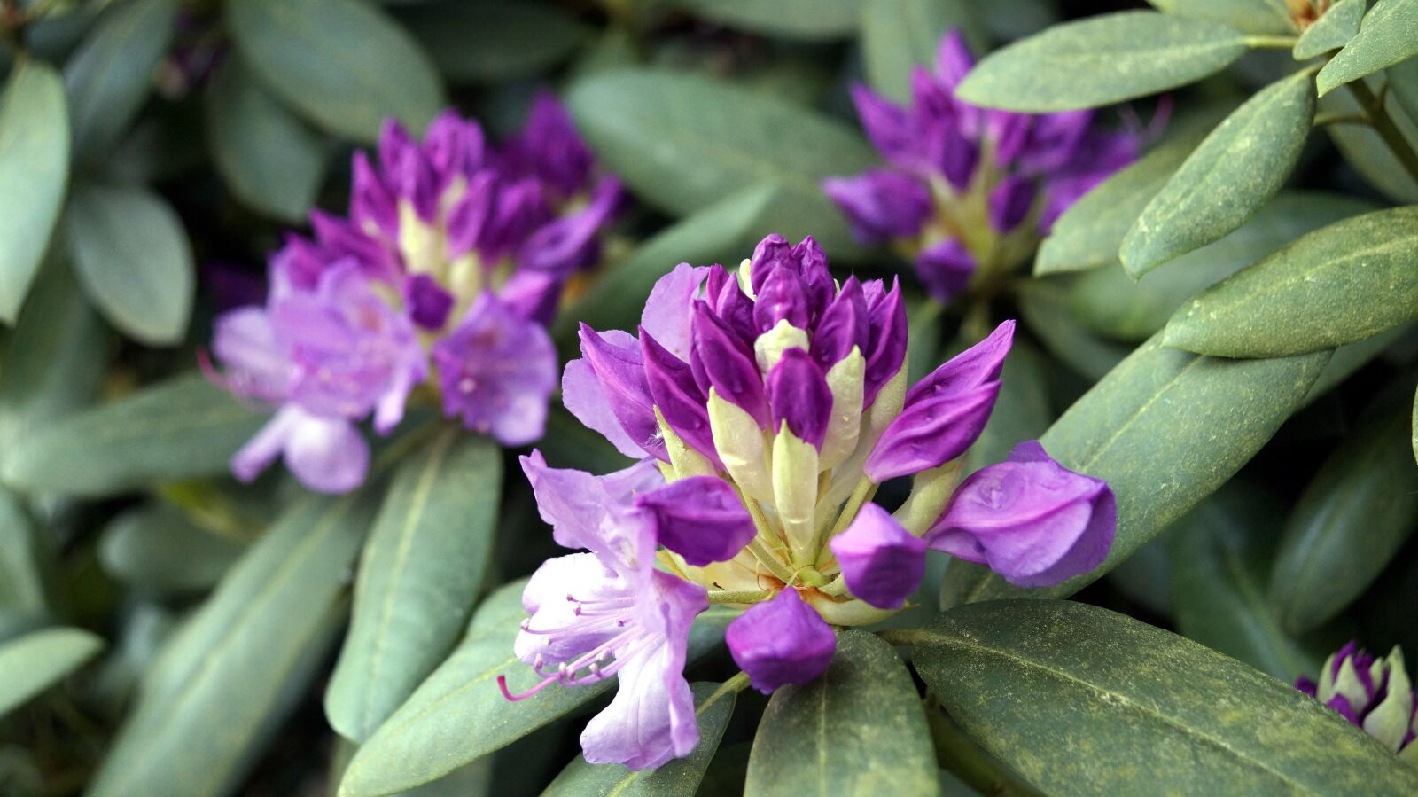 Sony SLT-A58 sample photo. Flower, plant, blossom photography