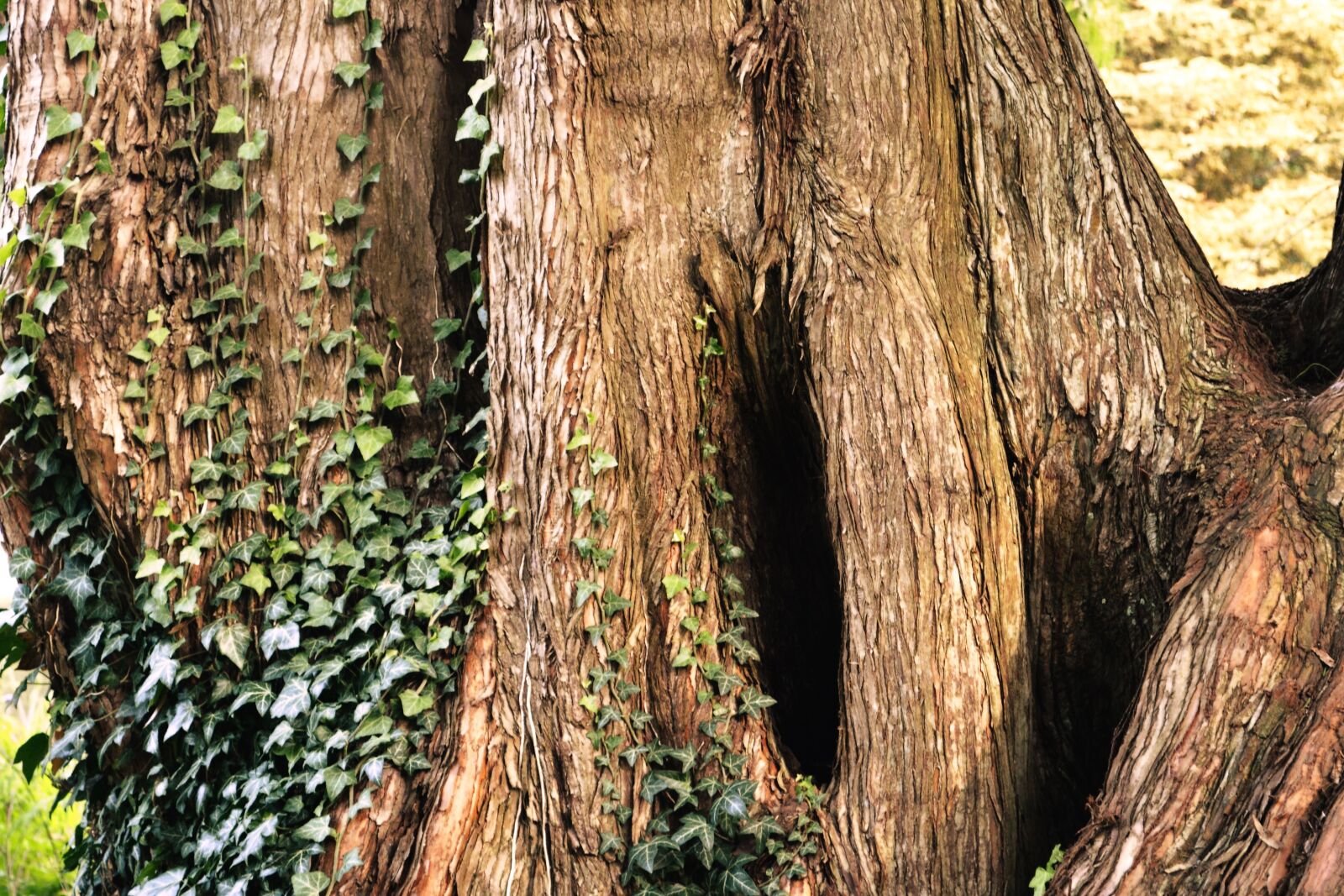 Nikon D3100 sample photo. Mystical, tree, forest photography