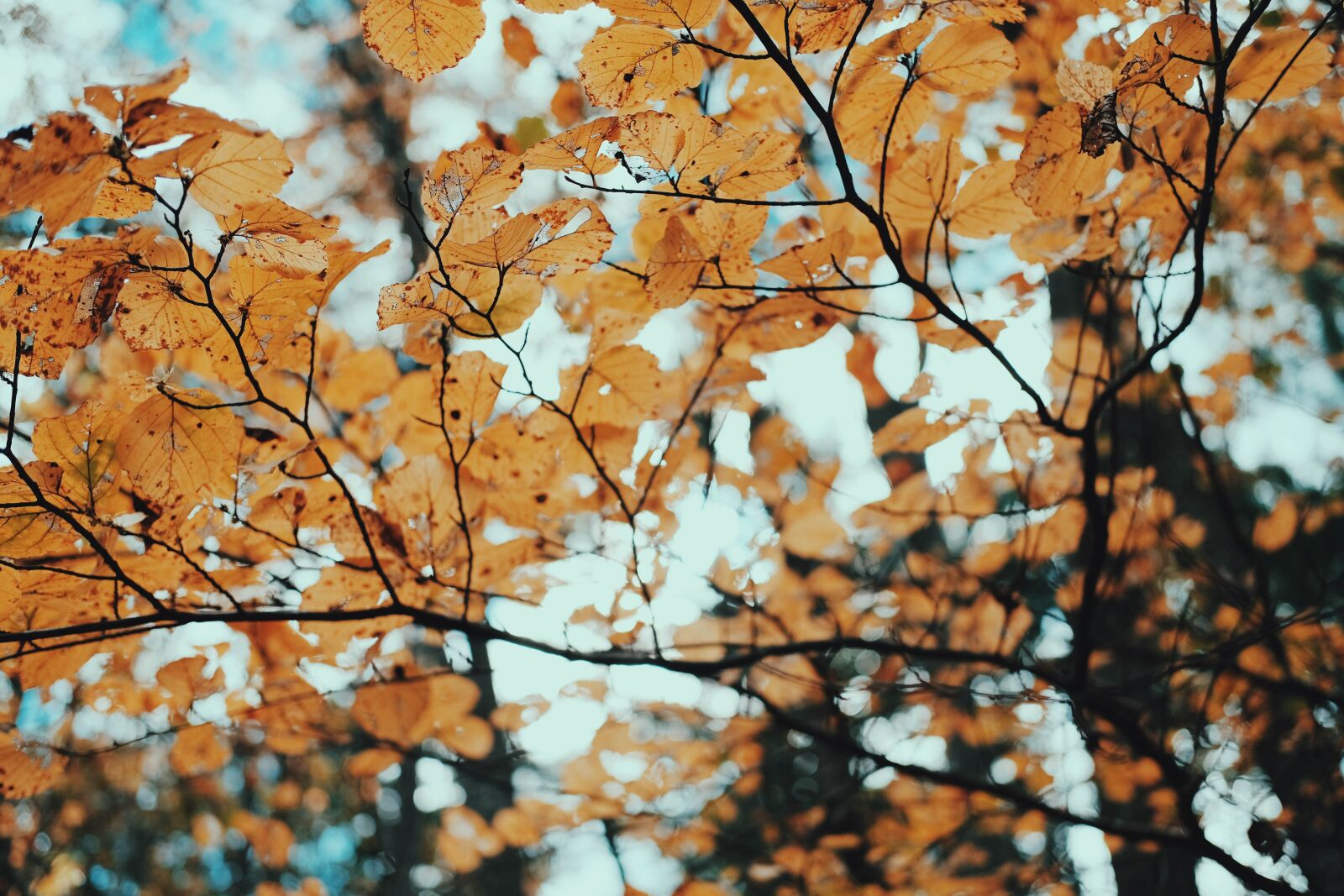 Fujifilm X-Pro2 sample photo. Autumn, branches, fall photography
