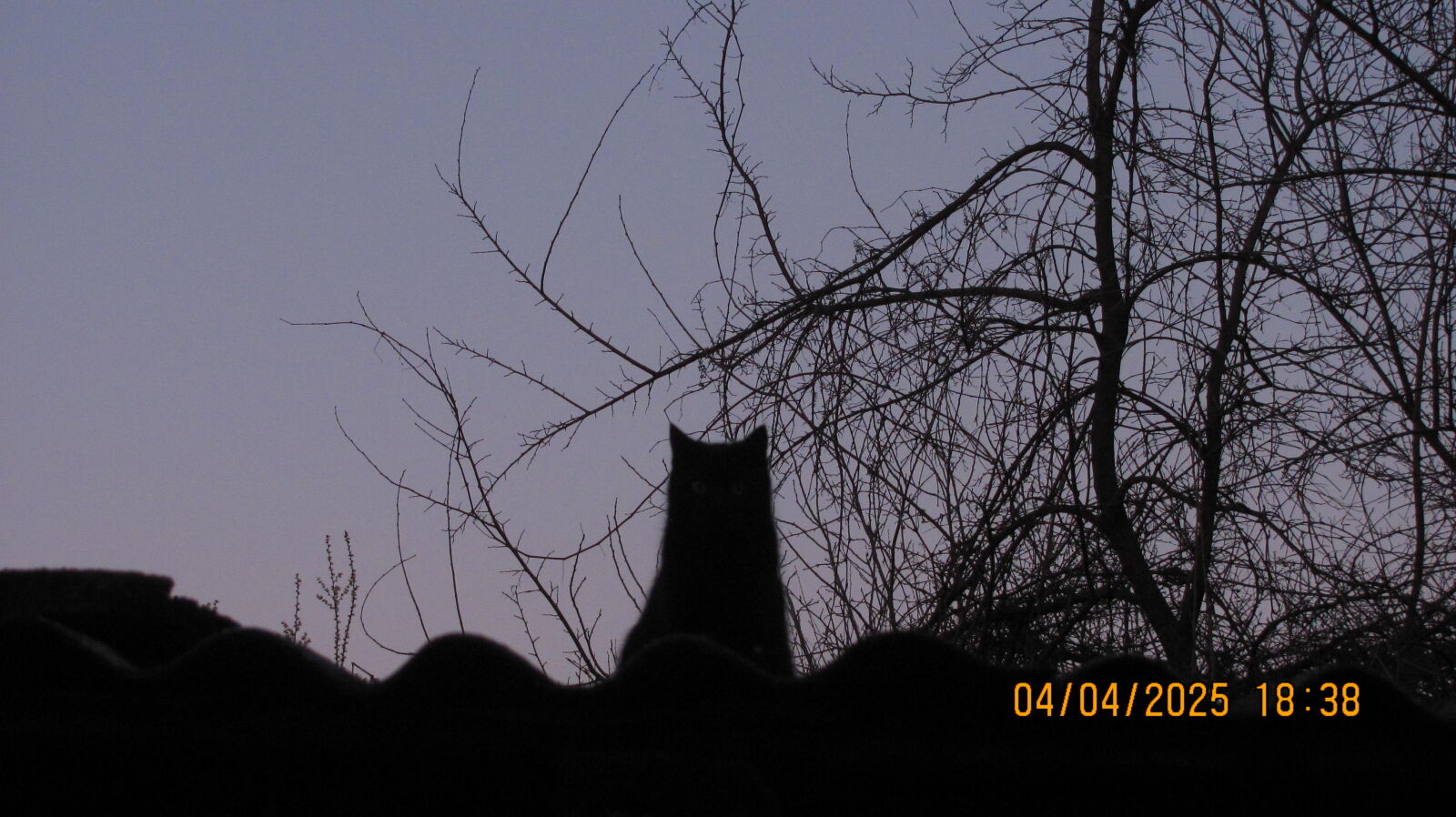 Canon PowerShot SX120 IS sample photo