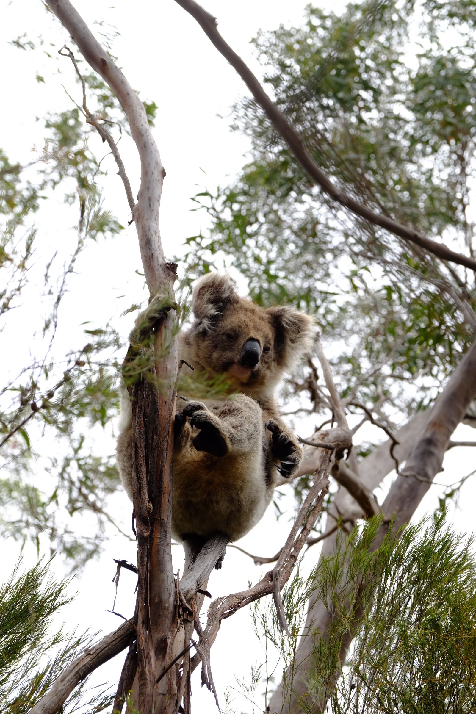 Fujifilm X-T1 sample photo. Koala, australia, animal photography