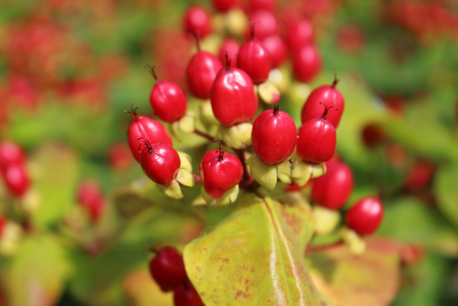 Canon EOS 100D (EOS Rebel SL1 / EOS Kiss X7) sample photo. Berry, fruit, nature photography